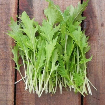 Mizuna Seeds