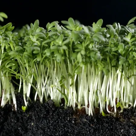 Garden Cress Seeds