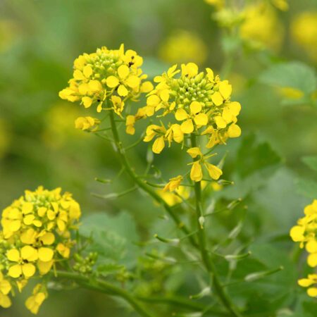 Mustard Seeds