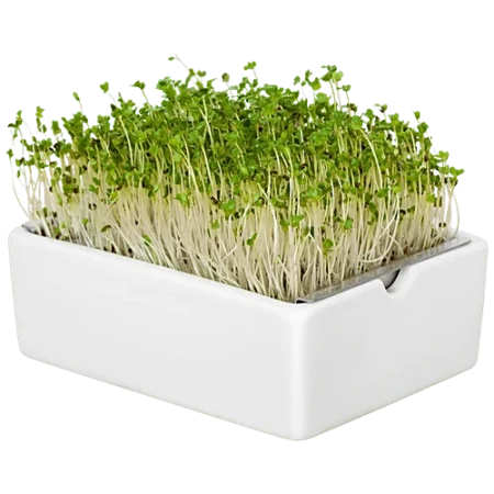 White Radish Seeds