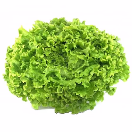 Lettuce Satvia Batavia