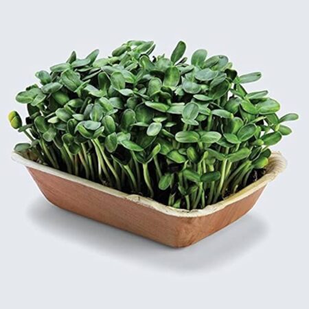 Sun Flower Seeds