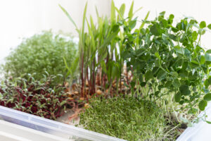 How to Grow Microgreens 