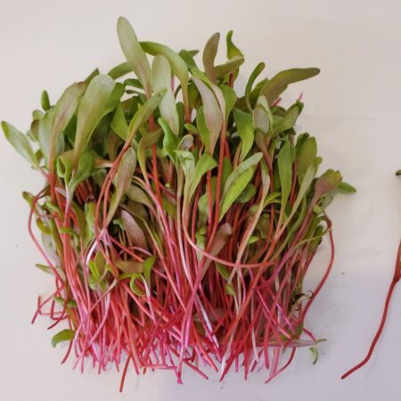 Red Chard Seeds