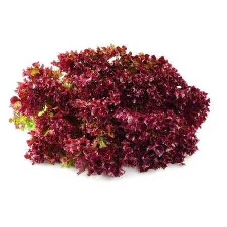 Red Lettuce Lollo Rosso Seeds