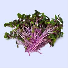 Red Cabbage Seeds