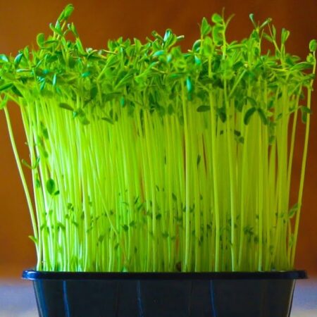 Peas Affila Seeds