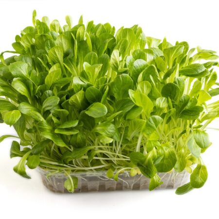 Lettuce Seeds