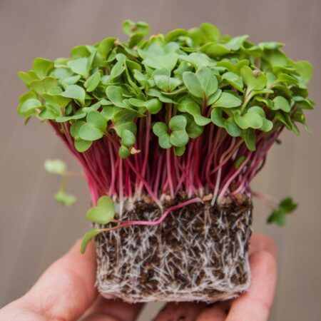 Pink Radish Seeds