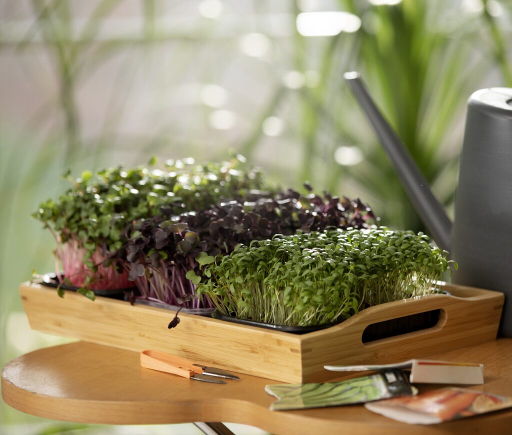 How long will microgreens last in the fridge