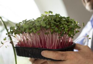 How to Grow Microgreens