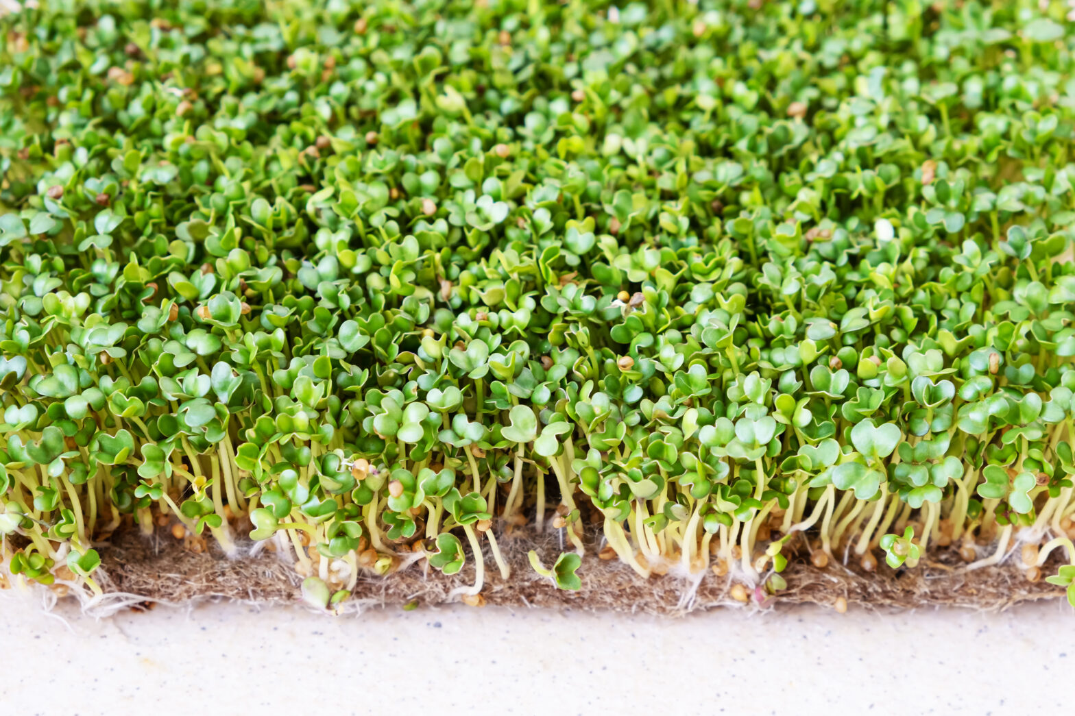 microgreens seeds