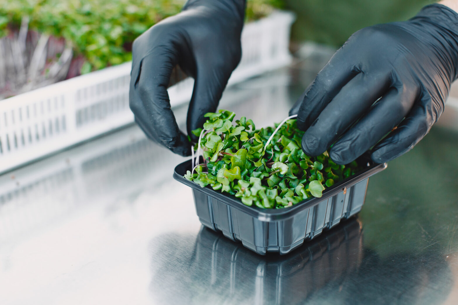 when are microgreens ready