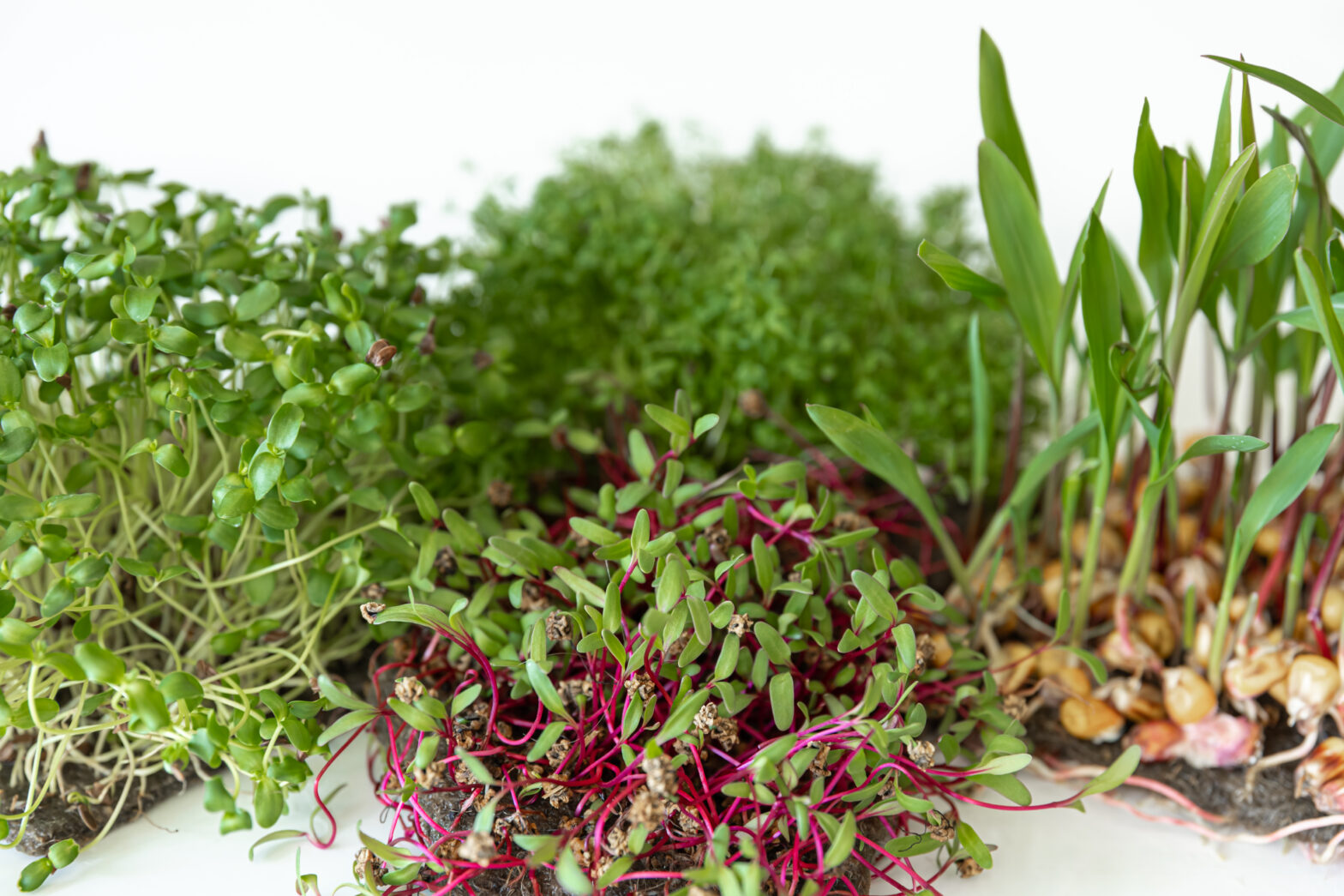 which microgreens taste best
