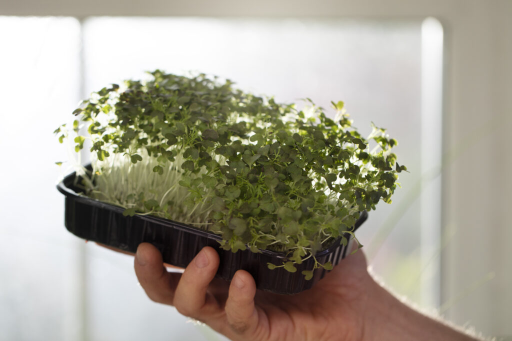 Who Buys Microgreens