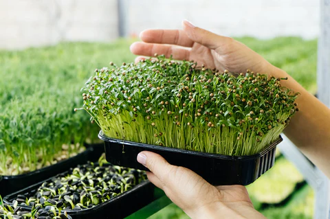 microgreens where to buy
