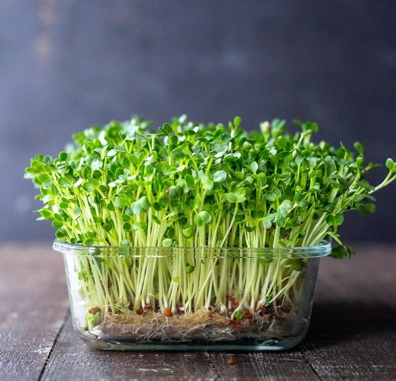  microgreens where to sell
