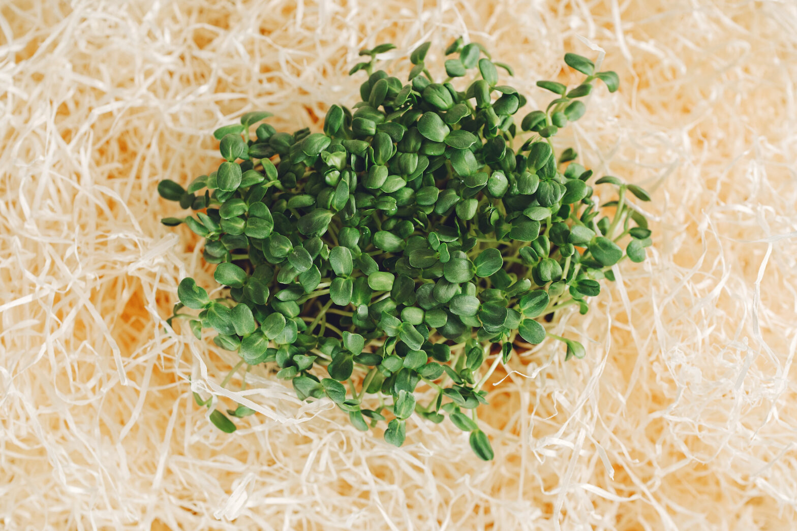 when do microgreens go bad