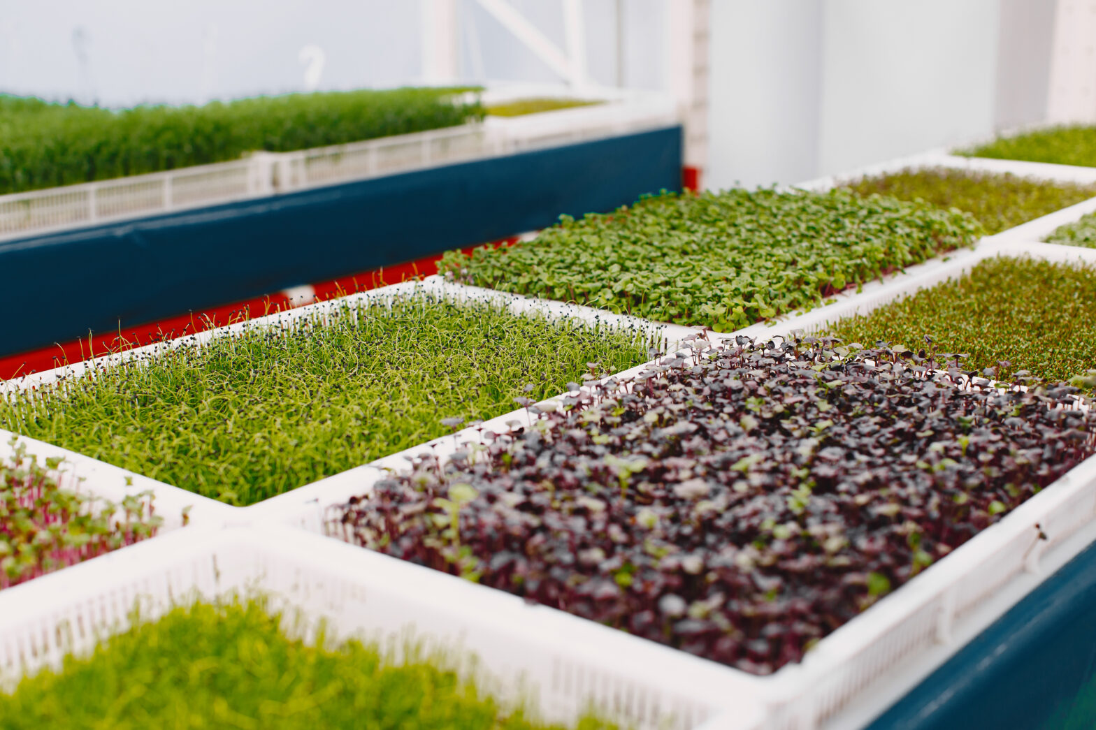 Where are microgreens grown