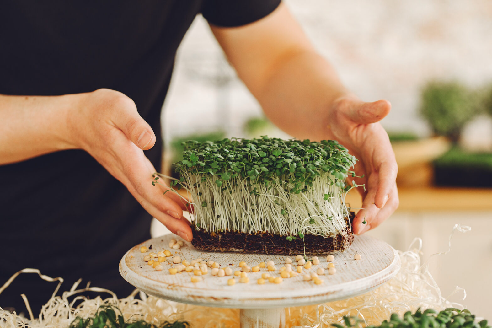 where did microgreens come from