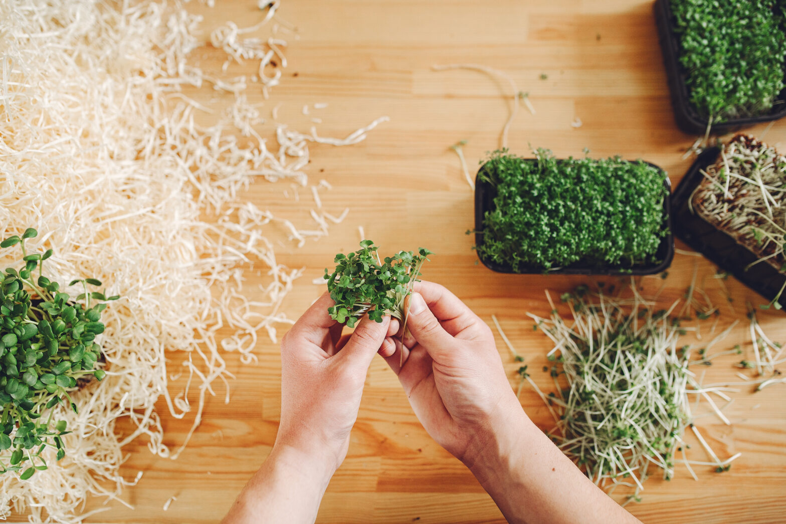 where do microgreens come from