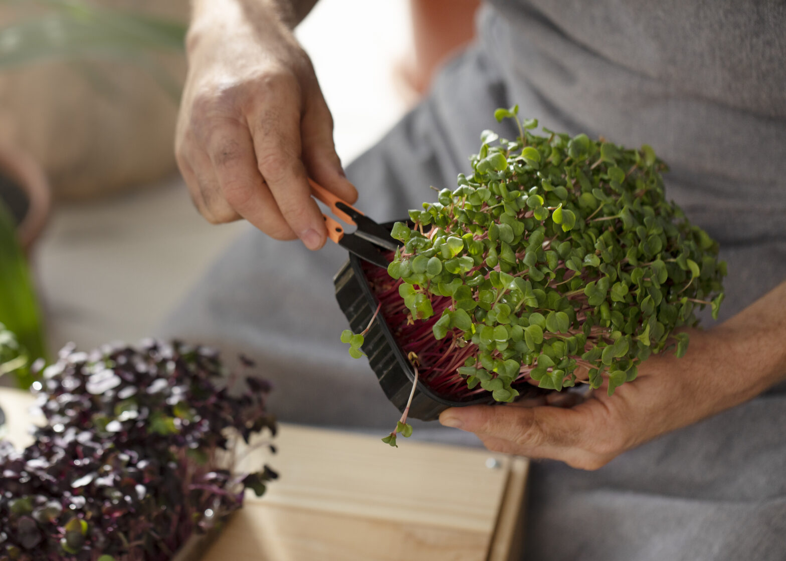 where microgreens are Used