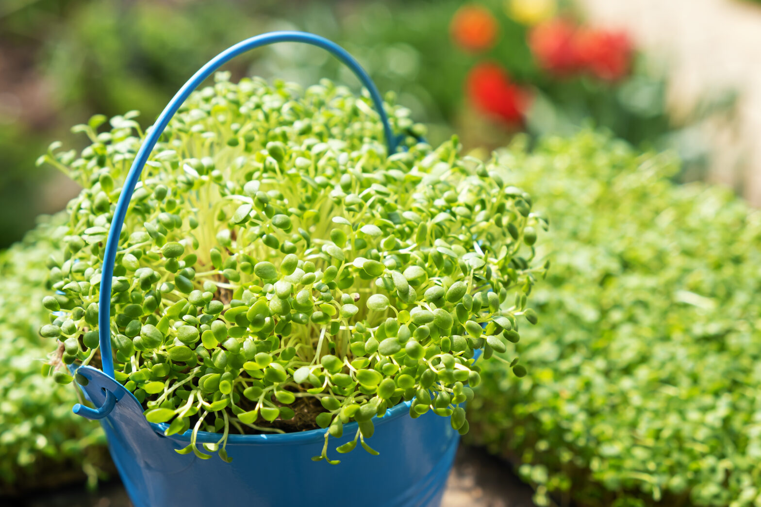 Microgreens Hydroponic Farming