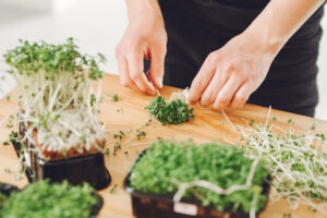 Microgreens nutrition