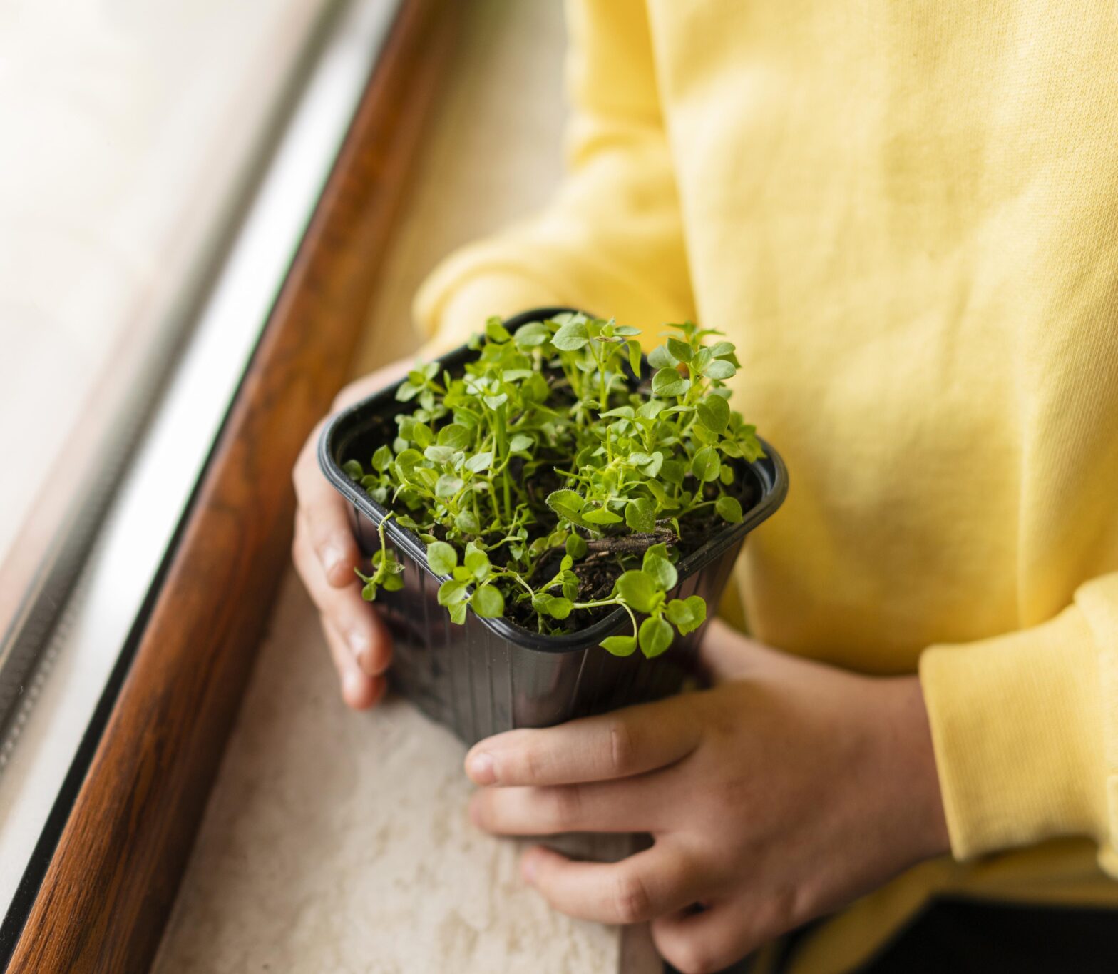 Microgreens at Home