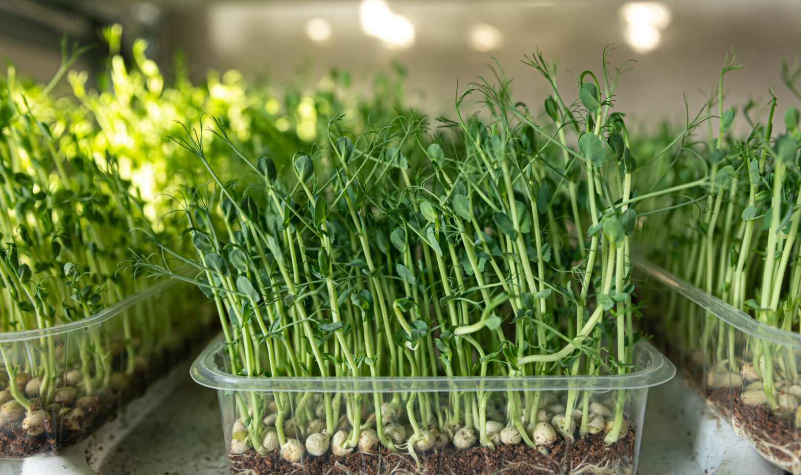 Microgreens Kit for Home Grow Fresh and Healthy Greens Easily