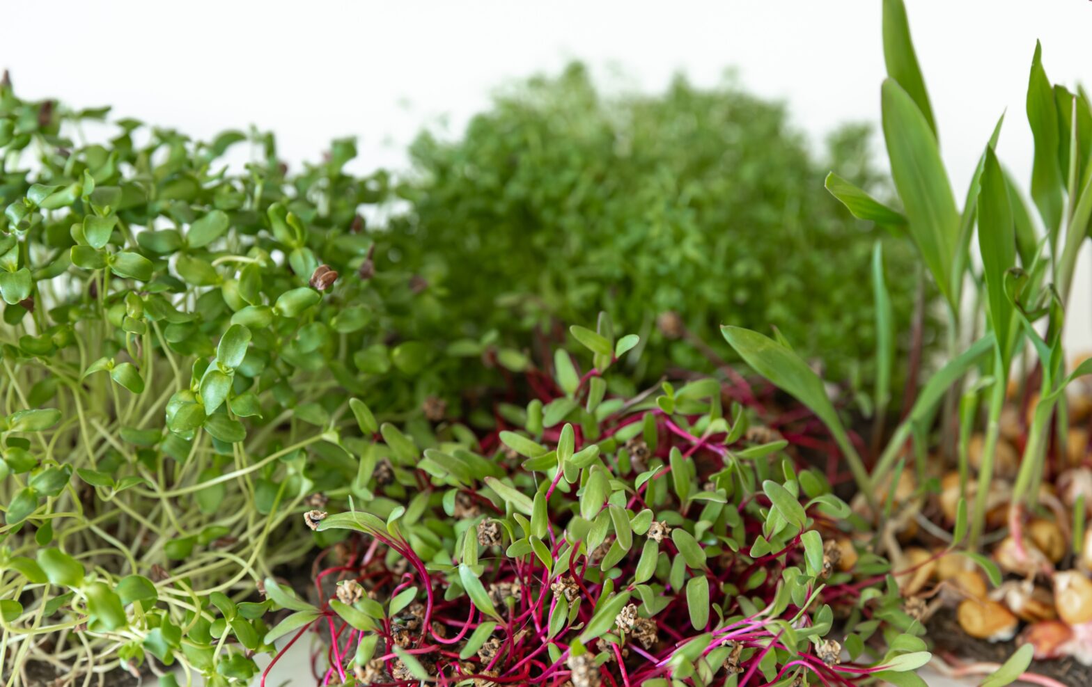 Radish microgreens