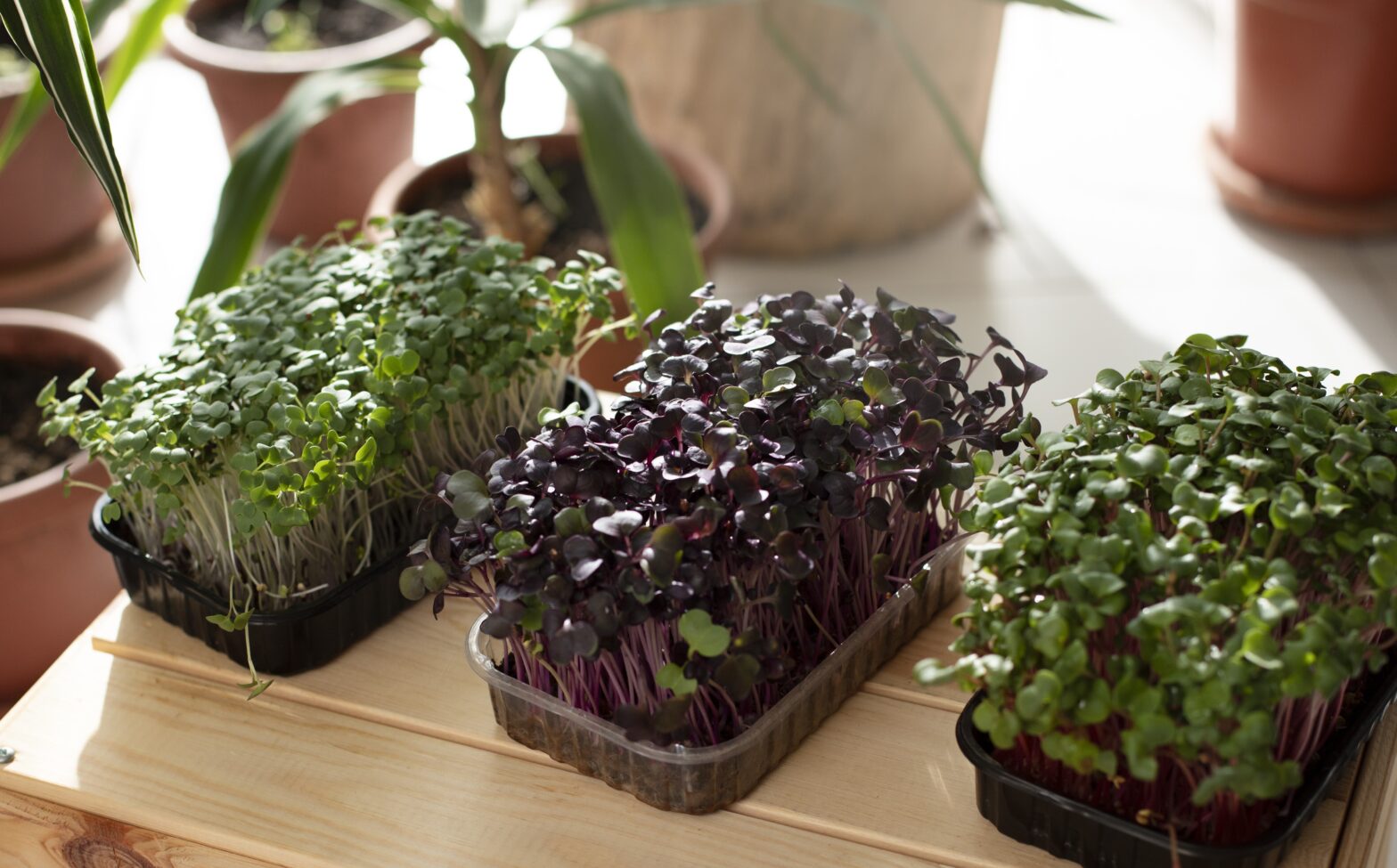 microgreens kit