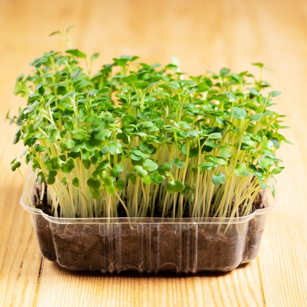 Arugula microgreens