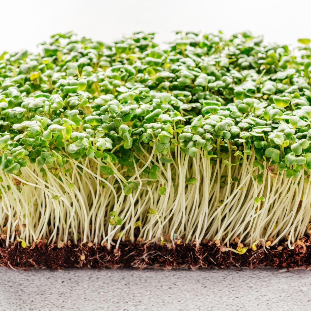Easy Arugula Microgreens Guide for Home Greenu Learn Now