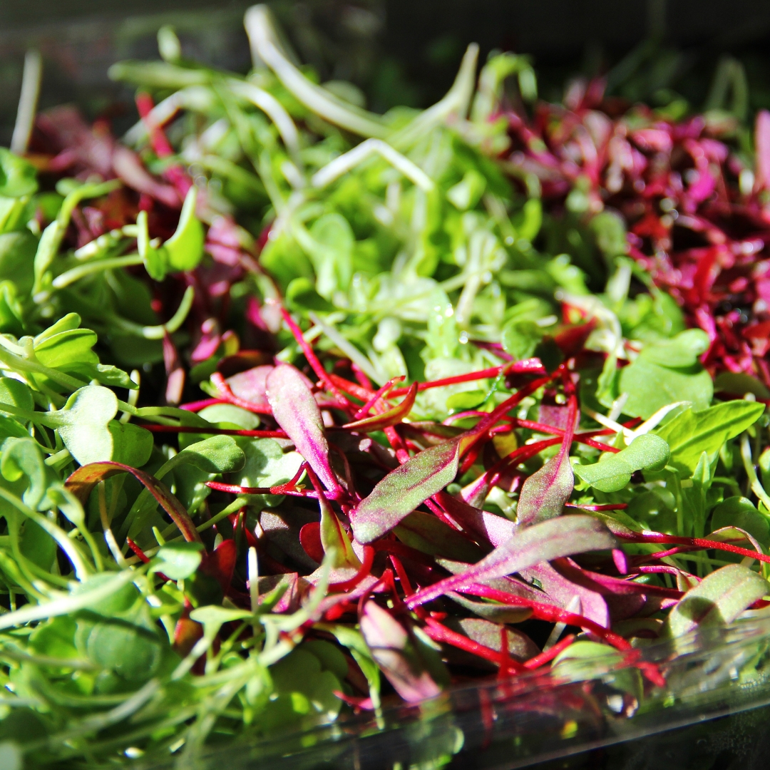 How to Grow Radish Microgreens at Home Easily