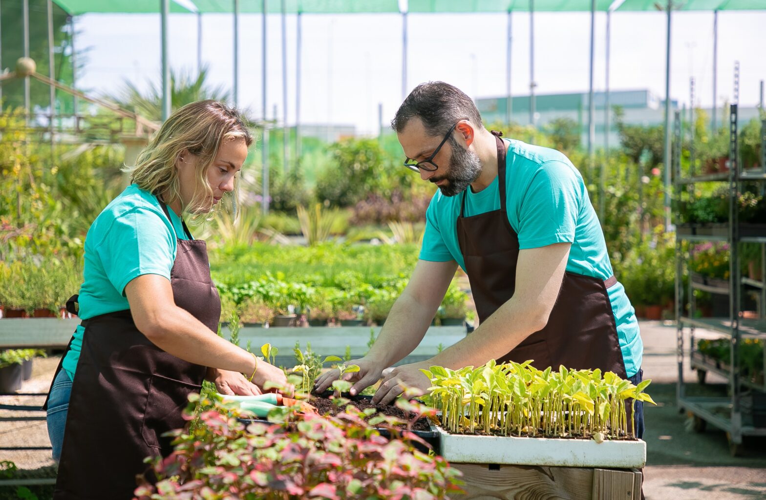 microgreens business plan