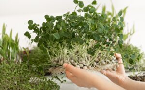 microgreens health benefits