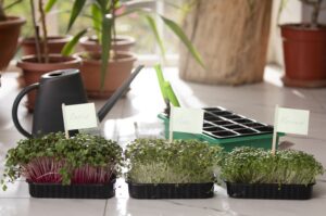 Microgreens at Home with Greenu Smart Kit