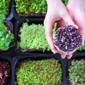 Radish Microgreens