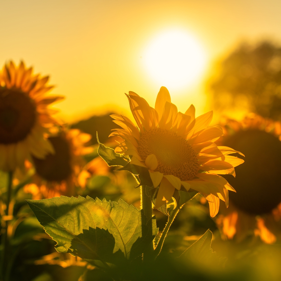 Sunflower Microgreens Benefits You Must Know Today Greenu