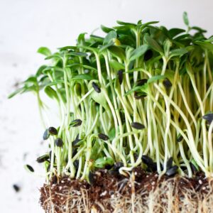 Sunflower microgreens