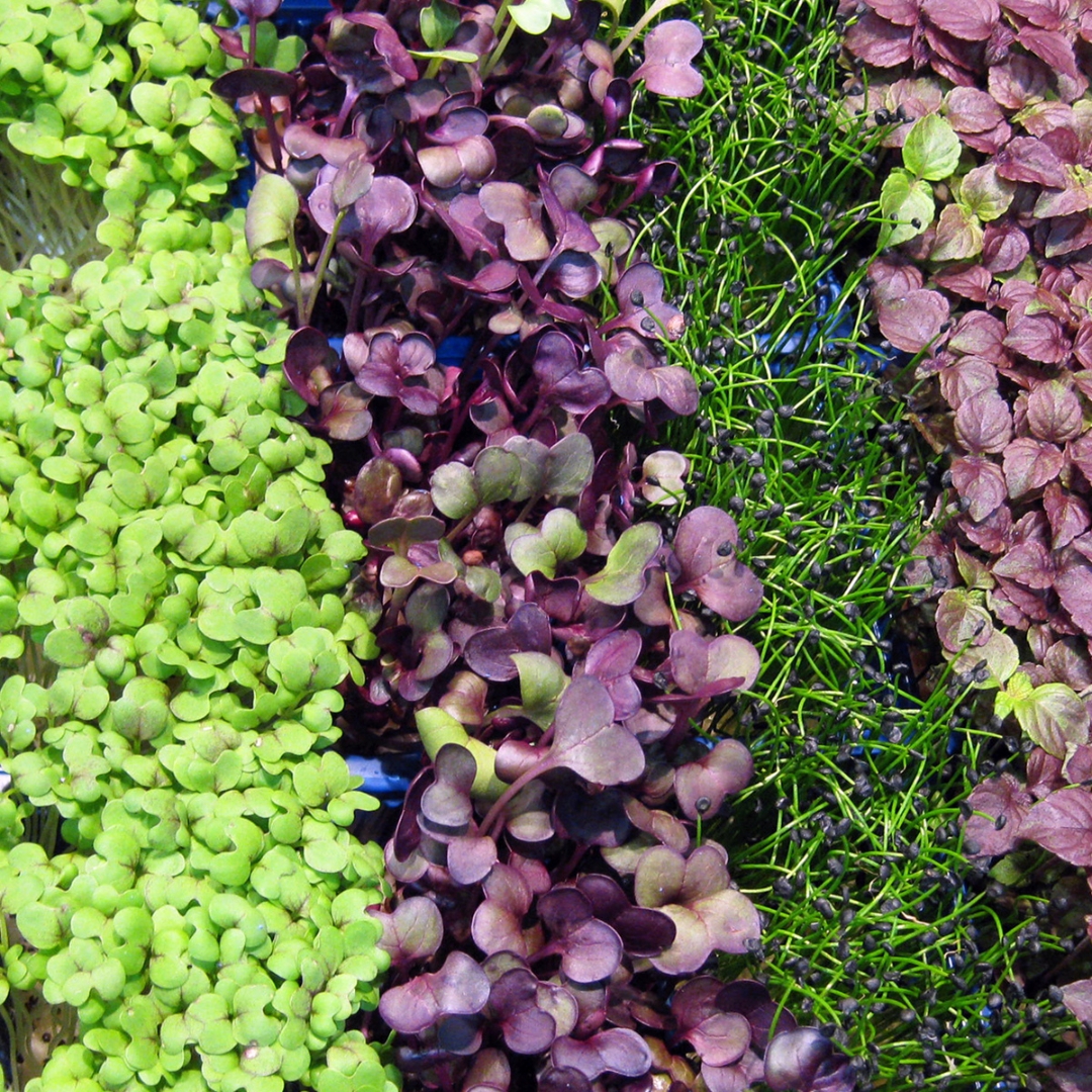microgreens cancer