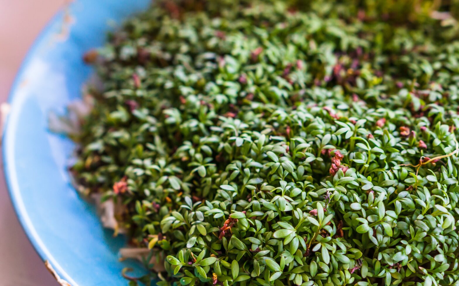 Antioxidants in Microgreens