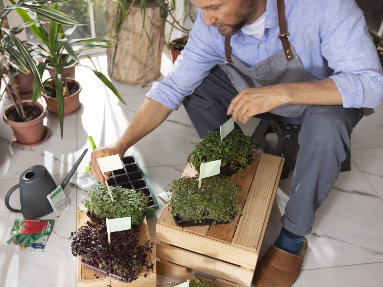 Easy microgreens growing tips