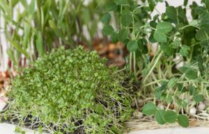 Greenu microgreens health benefits