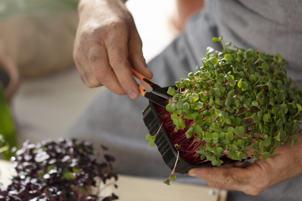 Grow Nutritious Microgreens at Home with Greenu Microgreens