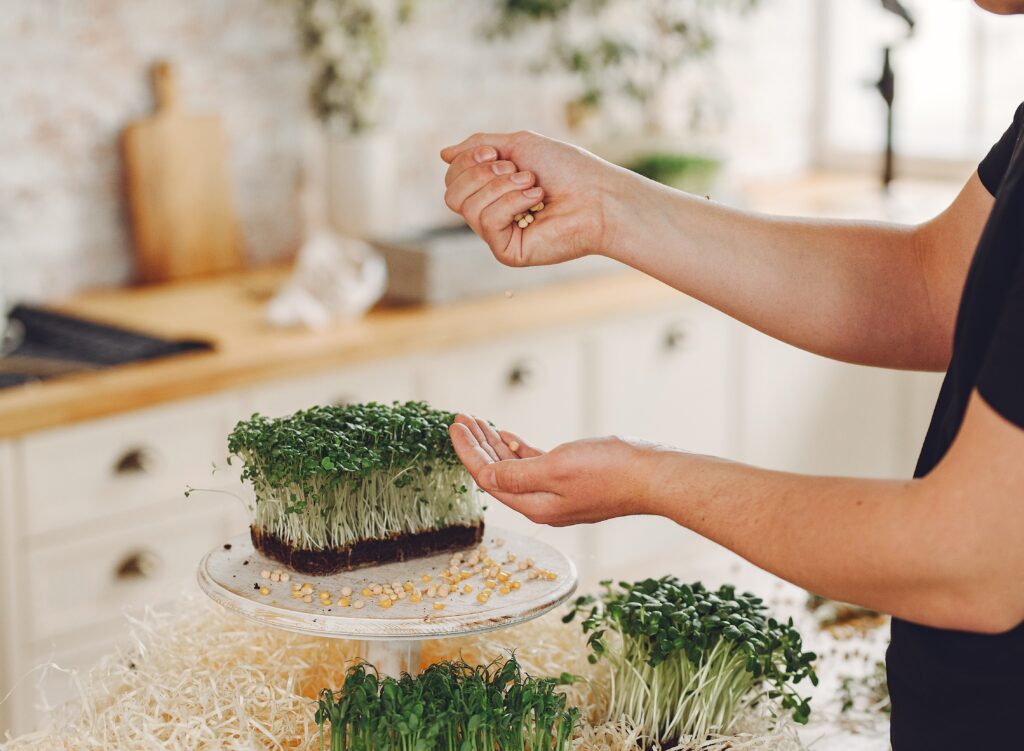 Microgreens at Home