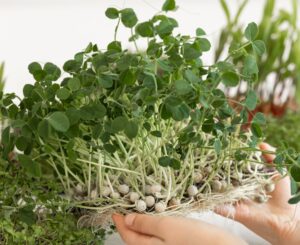 microgreens cancer
