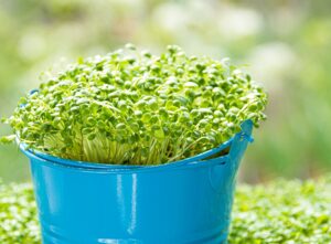 microgreens cancer prevention
