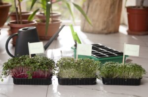 How to grow microgreens